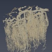 Vignette du laboratoire CerCo représentant une reconstitution d'un réseau de microcirculation cérébrale