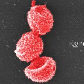 Virus géants "Mollivirus sibericum" vus en microscopie électronique à balayage