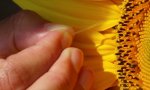 05_Autres expériences pour comprendre la pollinisation