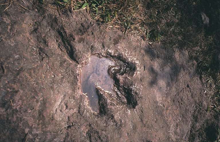 Empreinte de pas de dinosaure théropode dans les grès de la Formation Phu Phan (Crétacé inférieur) à Phu Luang (Thaïlande)