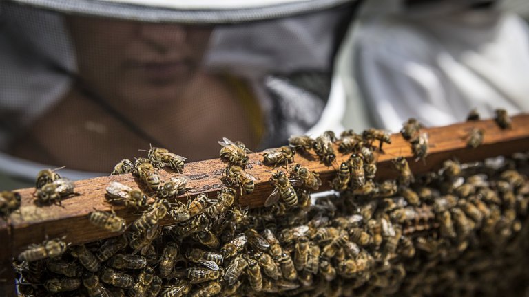 Observation des parasites acariens "Varroa destructor" présents sur les abeilles émergées dans une ruche expérimentale