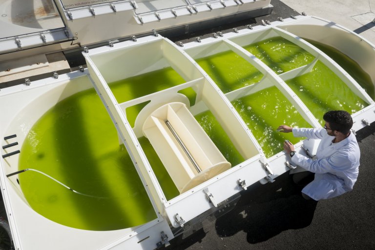  Prélèvement d'un échantillon de microalgues pour la production de biodiesel