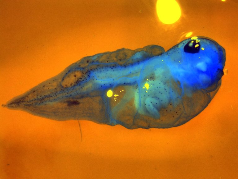 Xenopus tadpole observed with a binocular magnifying glass
