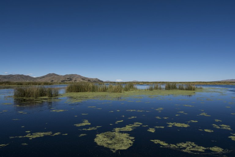 Roseaux, appelés totoras, et lentilles d'eau dans le lac Titicaca en Bolivie