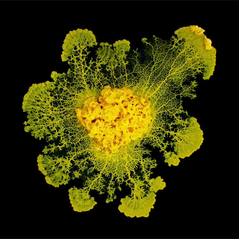 Développement du myxomycète, “Physarum polycephalum“, communément appelé blob