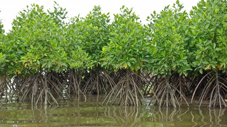 Parcelle de mangrove replantée avec l’espèce "Rhizophora" (delta de la Mahakam, Indonésie) 