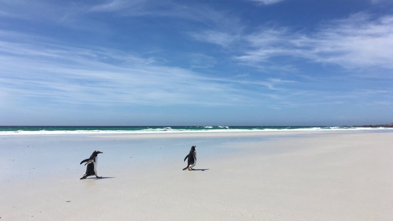 Papuan penguins on their way to their nest