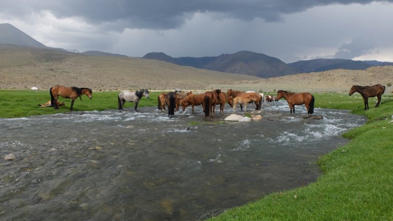 Chevaux traversant une rivière près du site archéologique de Burgast, en Mongolie