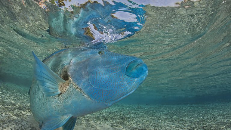 The humphead wrasse (Cheilinus undulatus) or Napoleon fish, Fakarava atoll, Tuamotu archipelago, French Polynesia. 