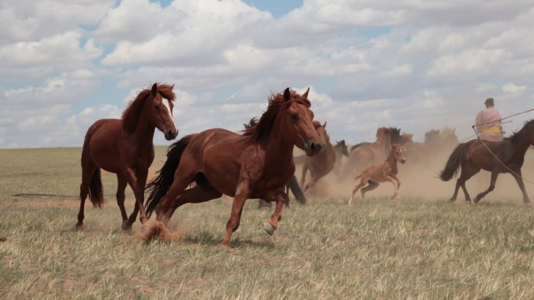 Troupeau de chevaux dans les steppes de Mongolie intérieure, en Chine. 