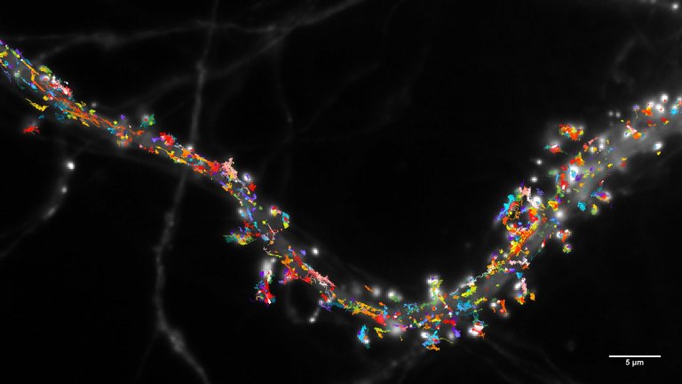 Trajectoires de récepteurs de neurotransmetteur suivis par détection de molécule unique à la surface de neurones d’hippocampe de rat en culture. 