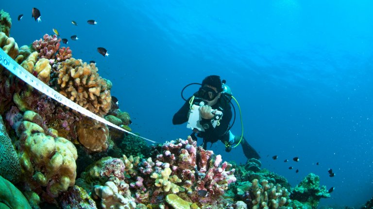  Comptage des poissons récifaux sur la pente externe de Kiritimati, une île de la république des Kiribati, dans l’océan Pacifique.