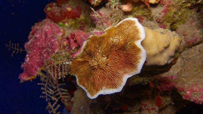 Corail scléractiniaire du genre «Leptoseris», à Arue, Tahiti. Ce corail dur a été photographié à 70 mètres de profondeur. 
