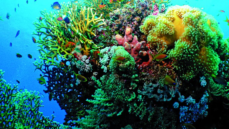 Récif corallien dans les Petites Antilles, dans la mer des Caraïbes.