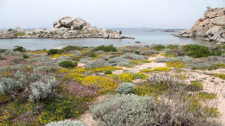 Biodiversité végétale sur les îles Lavezzi en Corse.