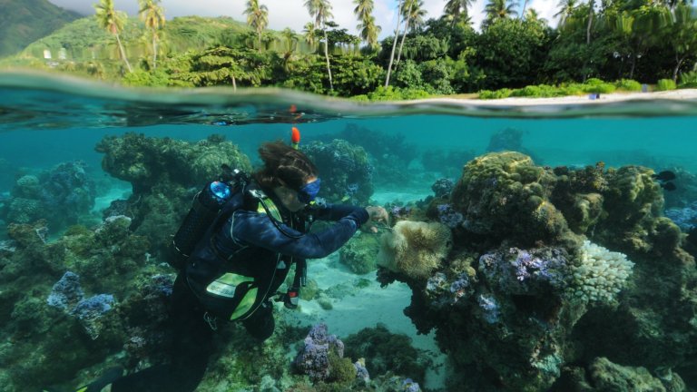 Un plongeur scientifique prélève un tentacule sur des anémones blanchies par l’élévation de la température de l’océan à Moorea, en Polynésie. Prix coup de cœur du jury lors du concours « La preuve par l’image 2022 ».