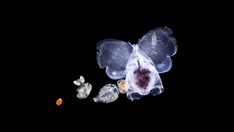 Ptéropode à la silhouette d’éléphant (5 mm), deux copépodes (à gauche) et un ostracode (orangé à droite) prélevés dans un filet à plancton de la goélette Tara, dans les eaux de l’océan Indien au large des îles Maldives. 