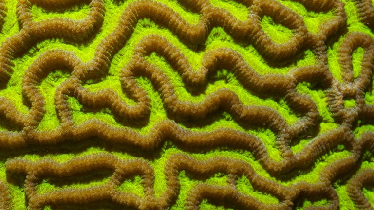 Surface d’un corail "Platygyra sp" sur la pente externe de Wallis, dans les îles Wallis-et-Futuna. 