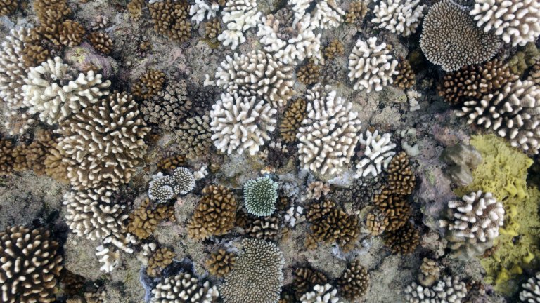 Coraux en Polynésie française... L’augmentation de la température est un facteur de stress pour le corail : elle entraine l’expulsion de l’algue avec laquelle il vit en symbiose et qui lui apporte oxygène, nutriments et sa coloration.