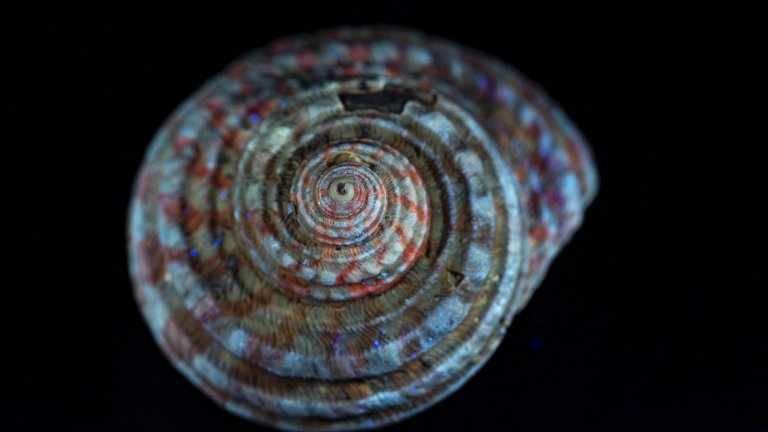 Escargot de mer (gastéropode Vetigastropoda du genre Turbo) récolté en Aquitaine dans les environs de Dax et âgé d’environ 30 millions d’années. 