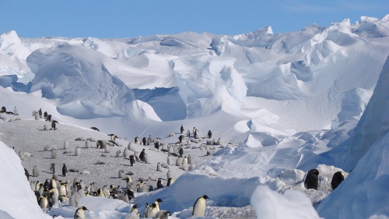Colonie de manchots empereurs en Terre Adélie, Antarctique. 