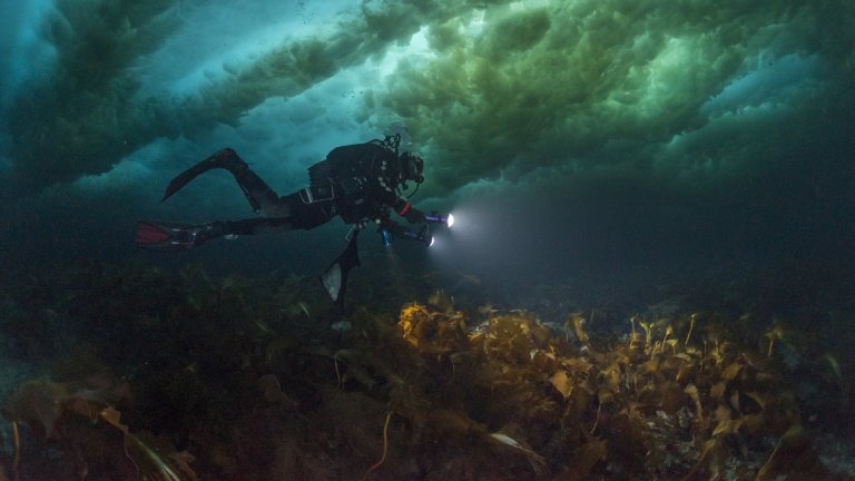 Plongeur scientifique au-dessus d’un champ de laminaires et sous un chaos de glace au bord du fjord Young Sund, au Groenland. 