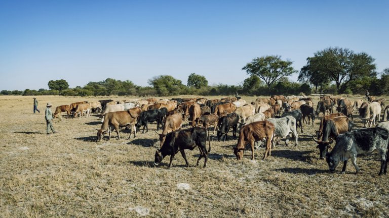 Bétail paissant dans la région du Panhandle, près du delta de l’Okavango, au Botswana. Ce troupeau qui réunit les vaches de sept propriétaires passe la nuit dans un enclos protégé des lions. 