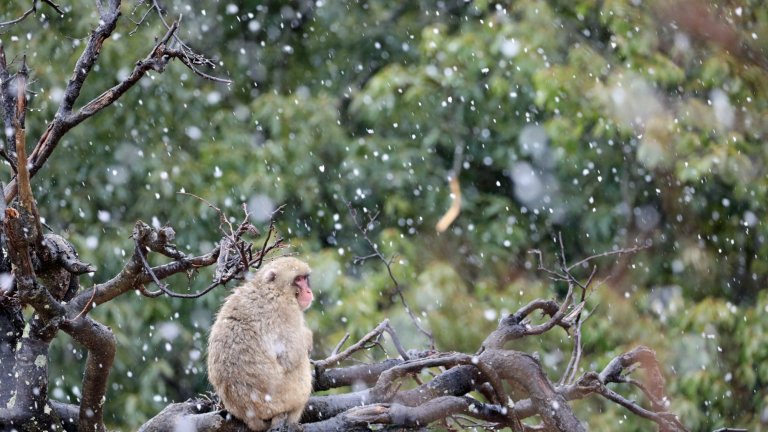 Macaque japonais sous la neige dans le parc à singes d’Arashiyama, Kyoto, Japon.