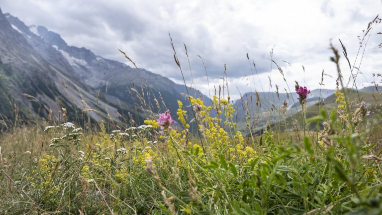 Flore de la prairie subalpine, dans les Alpes françaises. 