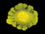 Développement de l’amibe sociale “Physarum polycephalum"