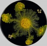 Développement de l’amibe sociale “Physarum polycephalum“