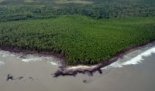 Erosion d’une mangrove par la houle en Guyane