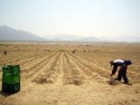 Production d’asperges au Pérou © Anaïs Marshall / CNRS Photothèque