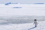 Manchot Adélie en Antarctique © Thibaut Vergoz / IPHC / CEBC / IPEV / CNRS Photothèque
