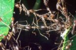 Fourmis tisserandes "Oecophylla longinoda" © Guy THERAULAZ / CRCA / CNRS Photothèque
