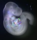 mouse embryo © Claudio Cortes / IBDM / CNRS Photothèque