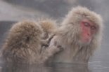 Juvéniles de macaques japonais © Cédric SUEUR/Marie PELE/IPHC/CNRS Photothèque 
