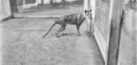 Un thylacine en 1936 ©  Ben Sheppard / Tasmanian Archives NS1298/1/1880