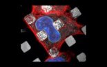 Déformation d'une cellule cancéreuse humaine observée en microscopie confocale