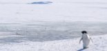 manchot Adélie en Antarctique © Thibaut Vergoz / IPHC / CEBC / IPEV / CNRS Images