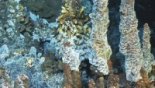 site hydrothermal © Ifremer 2004 - Campagne MoMARSAT, ROV Victor 6000