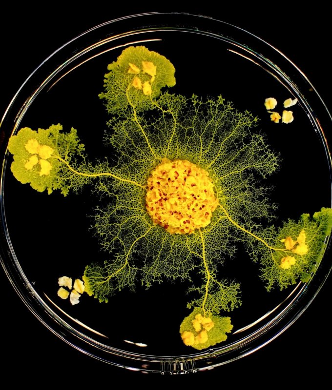 « Physarum polycephalum », communément appelé blob, connectant des flocons d’avoine grâce à son réseau veineux. 