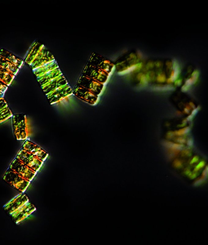 Chaîne de cellules de diatomée observée en microscopie à contraste de phase interférentiel.