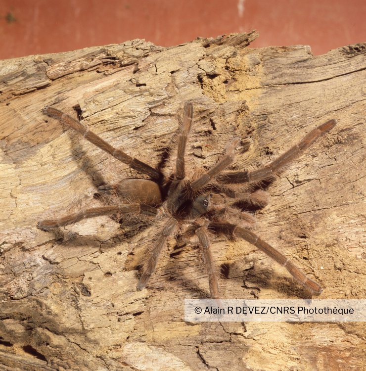 Mygale Forestiere Arachnide Foret Gabonnaise Cnrs Images