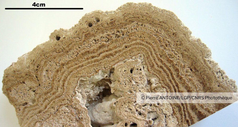 calcaire stromatholite, calcaire fin, formé de fine lamine de teinte différents (correspondant à des tapis cyanobactérie)