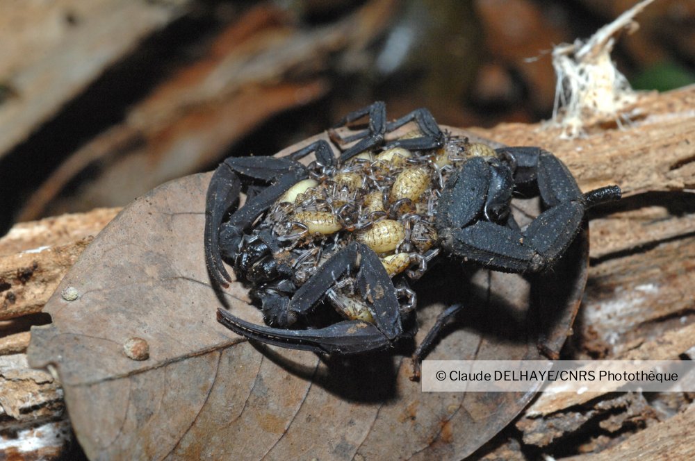 Femelle De Scorpion Du Genre Tityus A La Naissance Les Bebes Scorpions Montent Sur Le Dos De Leu Cnrs Images