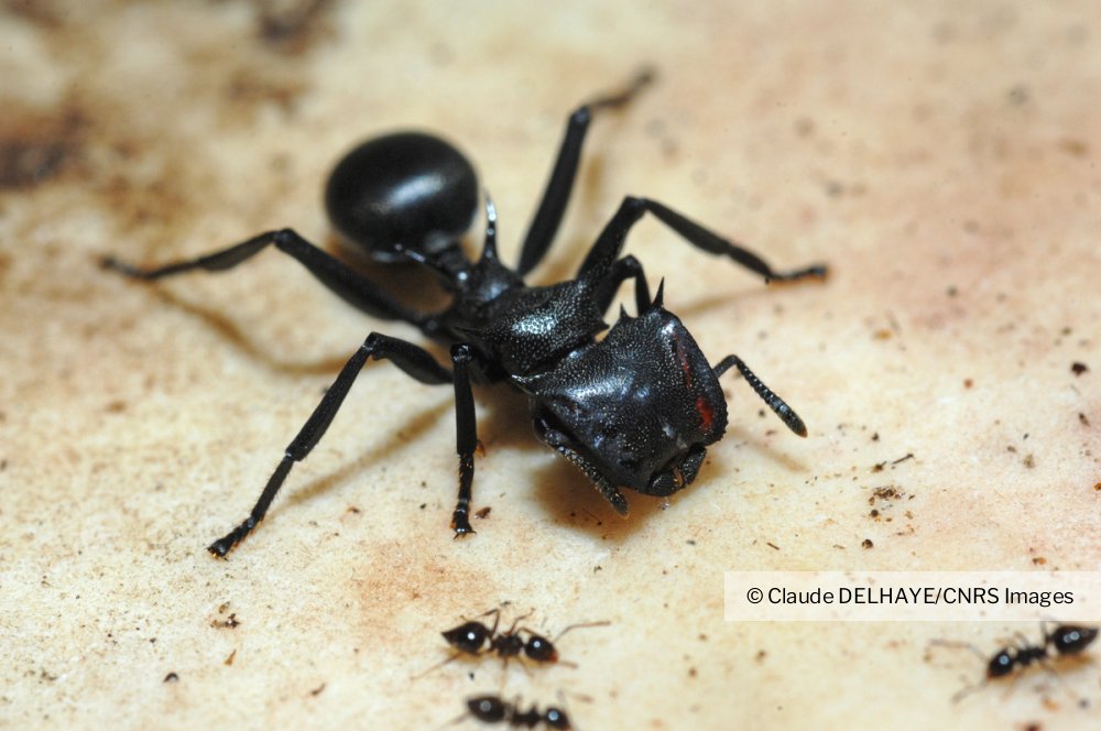 Une grosse fourmi 