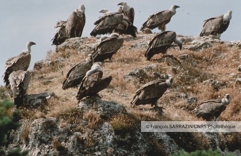 comportement d attente des vautours fauves avant l alimentation en groupe cassagnes causses mejean cnrs images