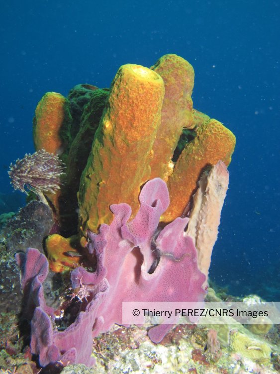 Des scientifiques découvrent les éternuements des éponges de mer de la  Caraïbe - Martinique la 1ère