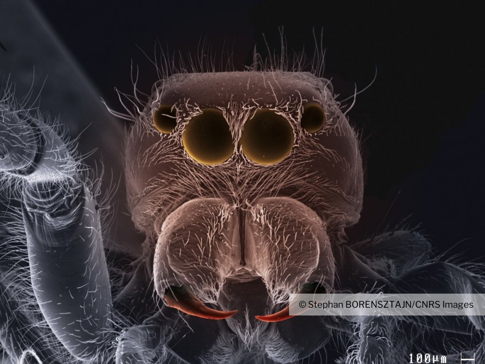 Tête d'une araignée sauteuse observée en microscopie électronique à  balayage (MEB).